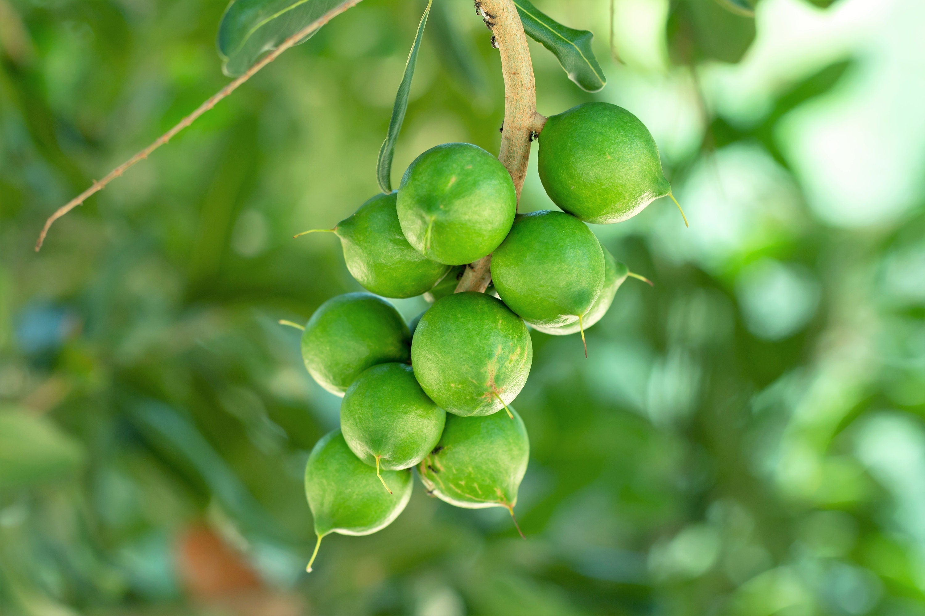 5 MACADAMIA NUT Tree Macadamia Integrifolia Brown Shell Beige Nut Fruit White & Pink Flower Seeds