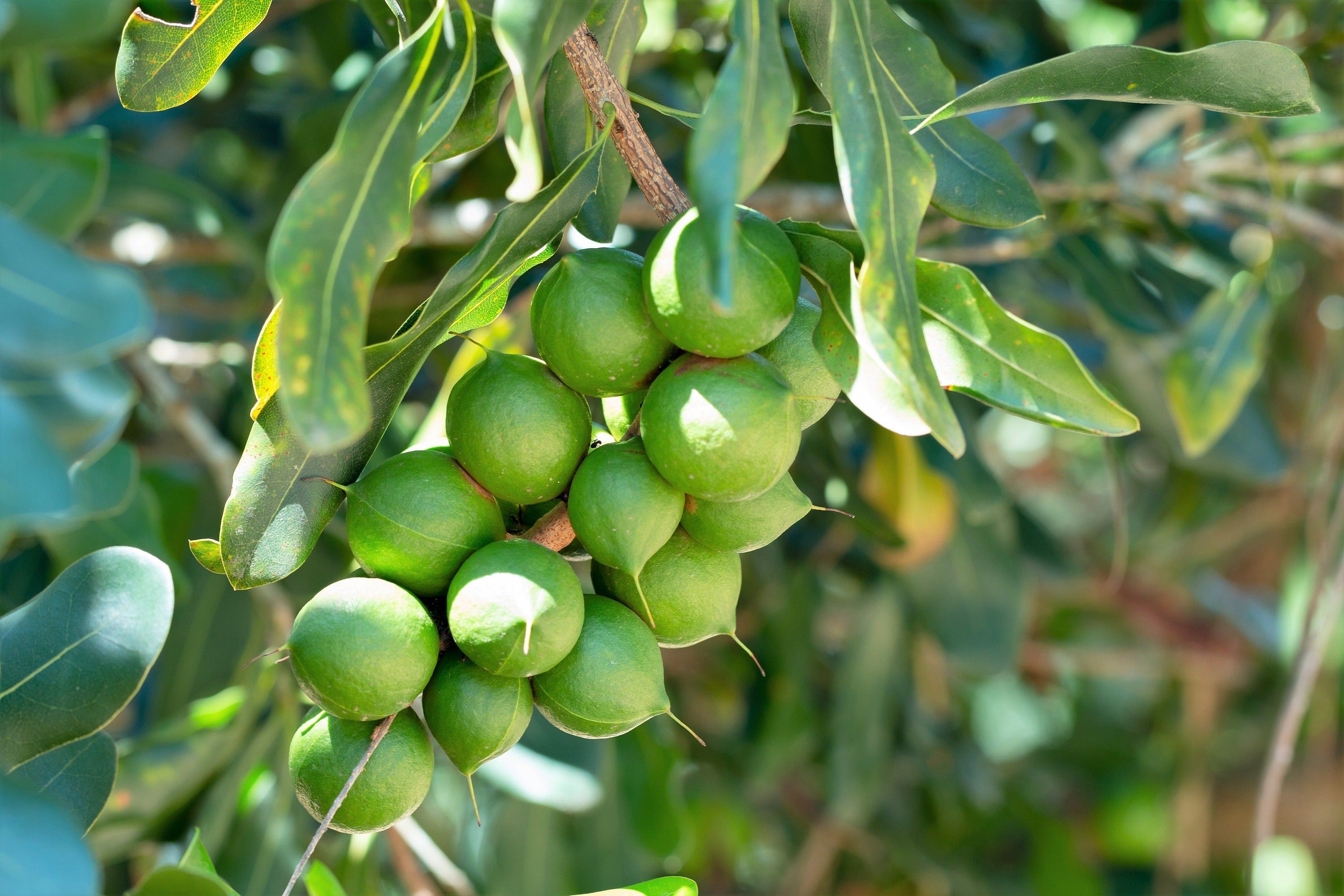 5 MACADAMIA NUT Tree Macadamia Integrifolia Brown Shell Beige Nut Fruit White & Pink Flower Seeds