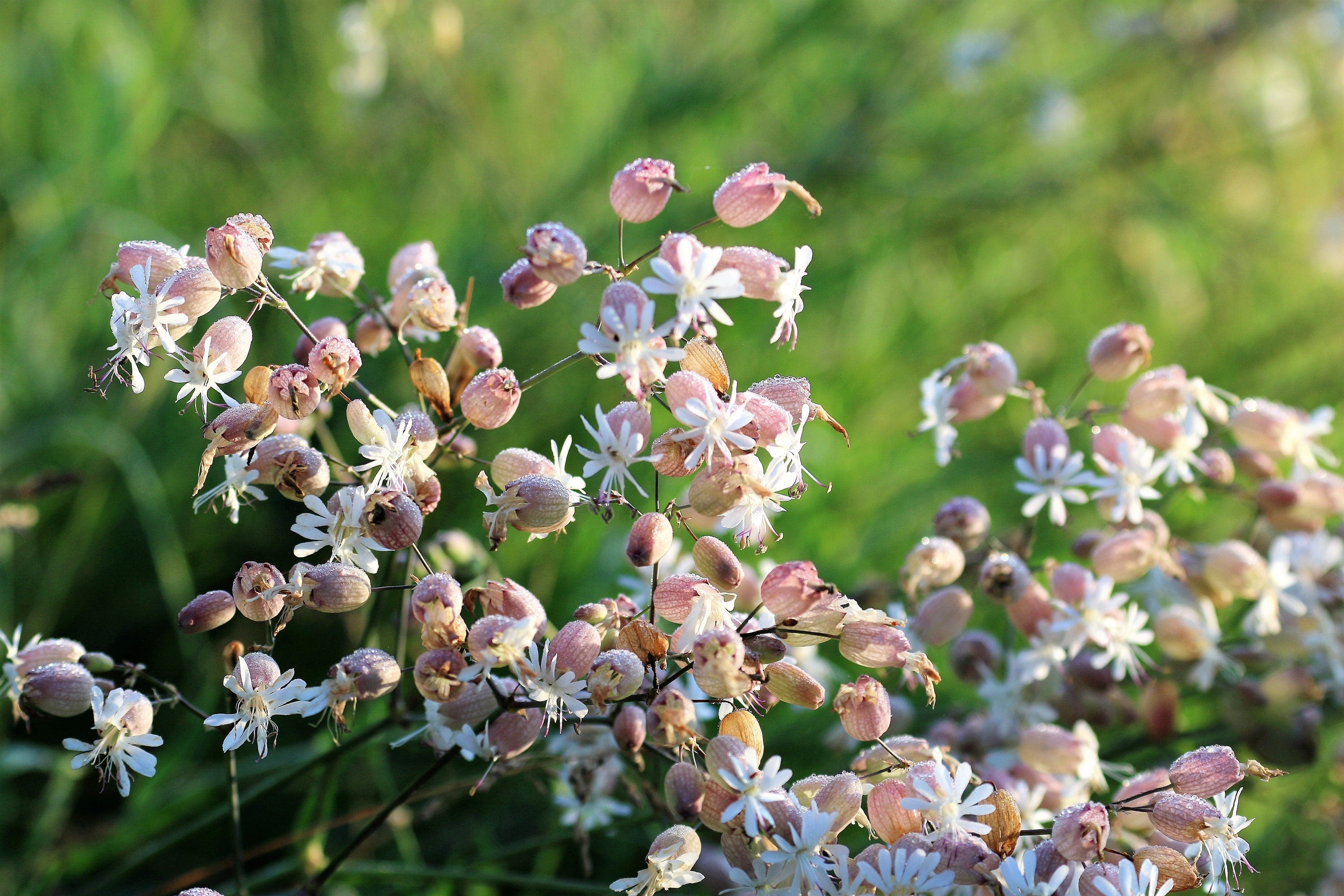 100 MAIDENSTEARS Silene Vulgaris aka Bladder Campion Maidens Tears Pink & White Flower Seeds