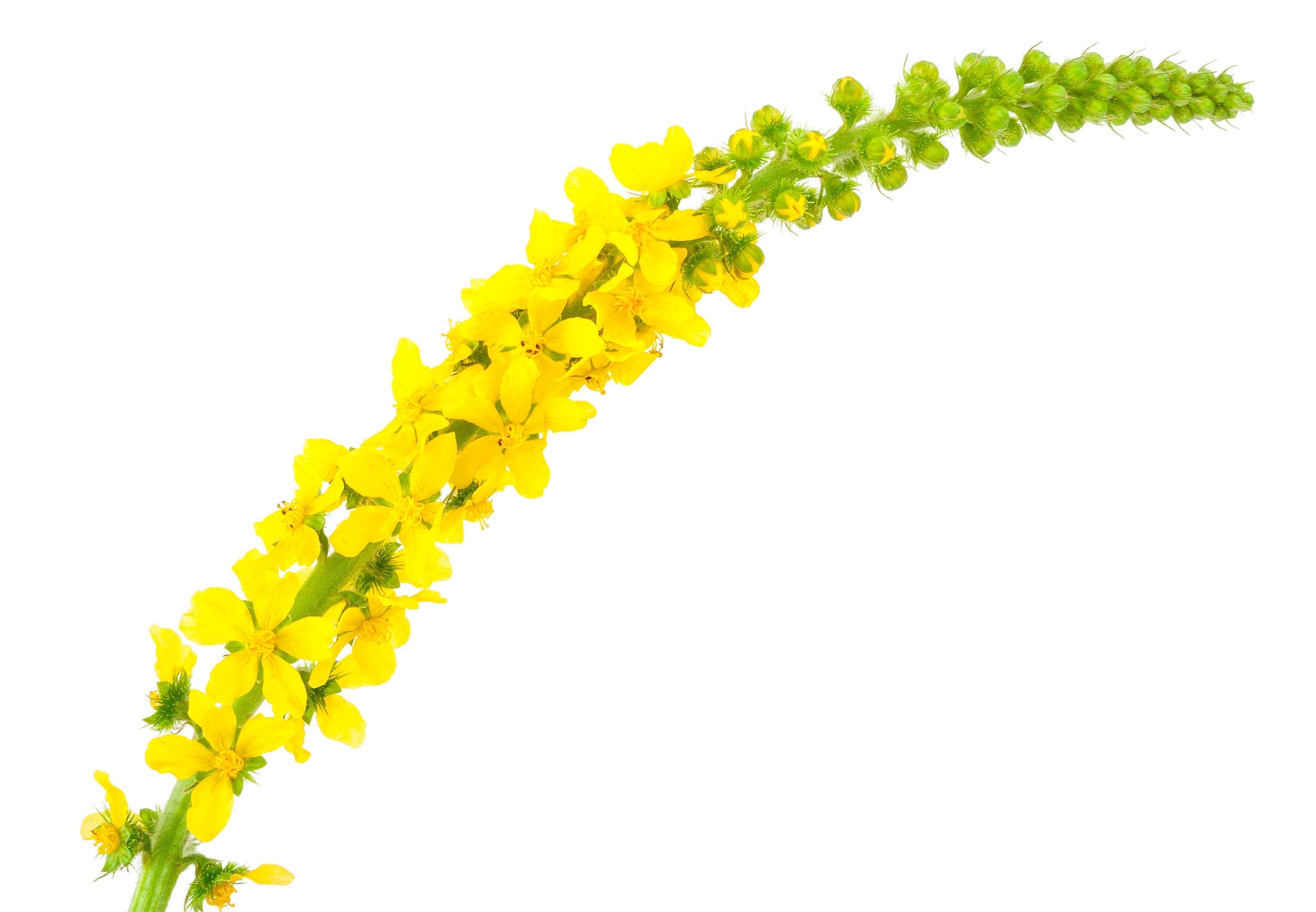 15 CHURCH STEEPLES Agrimonia Eupatoria aka Agrimony or Sticklewort Perennial Herb Yellow Flower Seeds