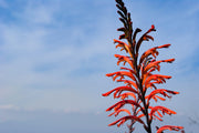 5 AFRICAN FLAG Chasmanthe Floribunda Cornflag Red Orange Hummingbird Flower Seeds