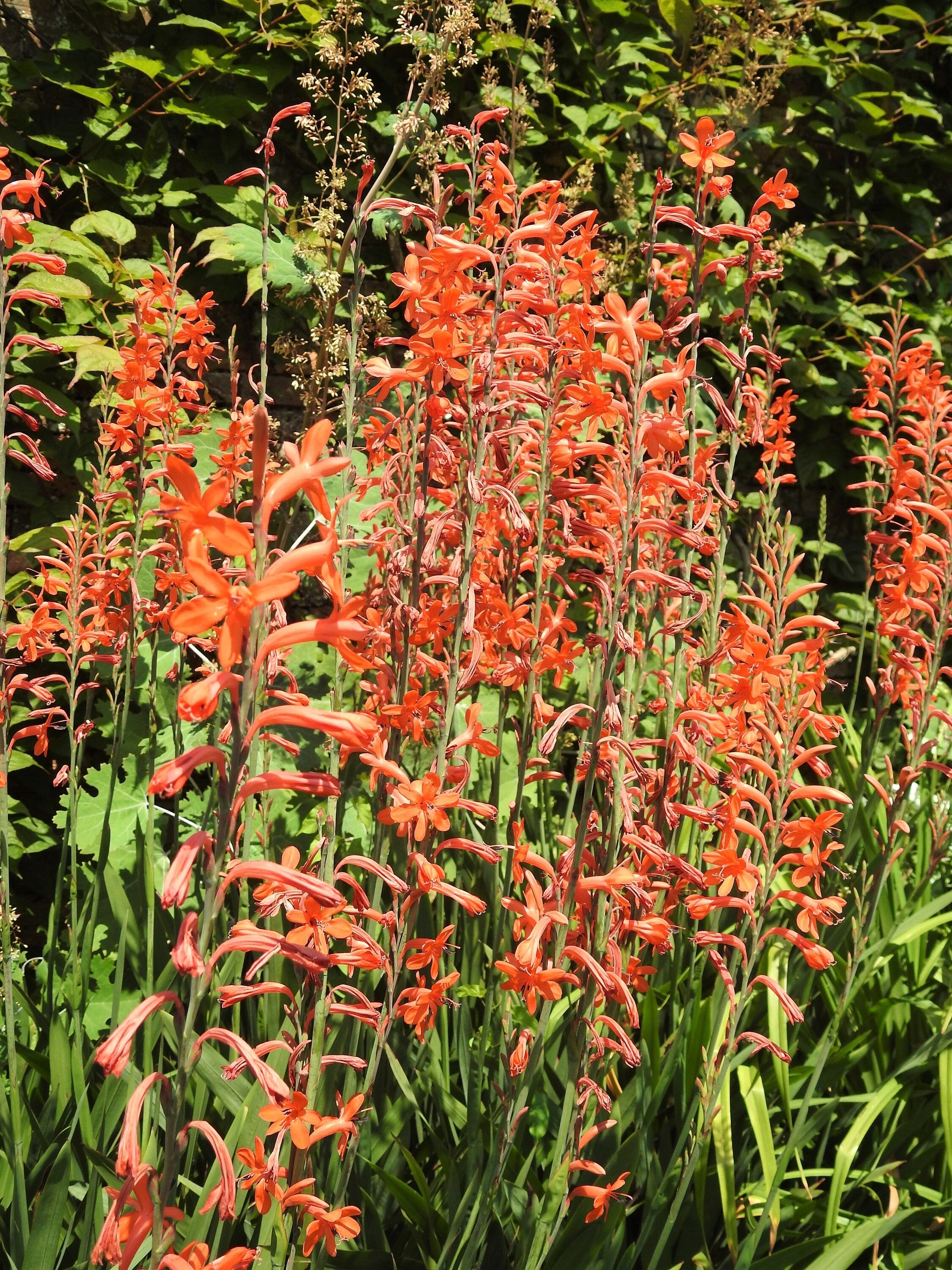 5 AFRICAN FLAG Chasmanthe Floribunda Cornflag Red Orange Hummingbird Flower Seeds