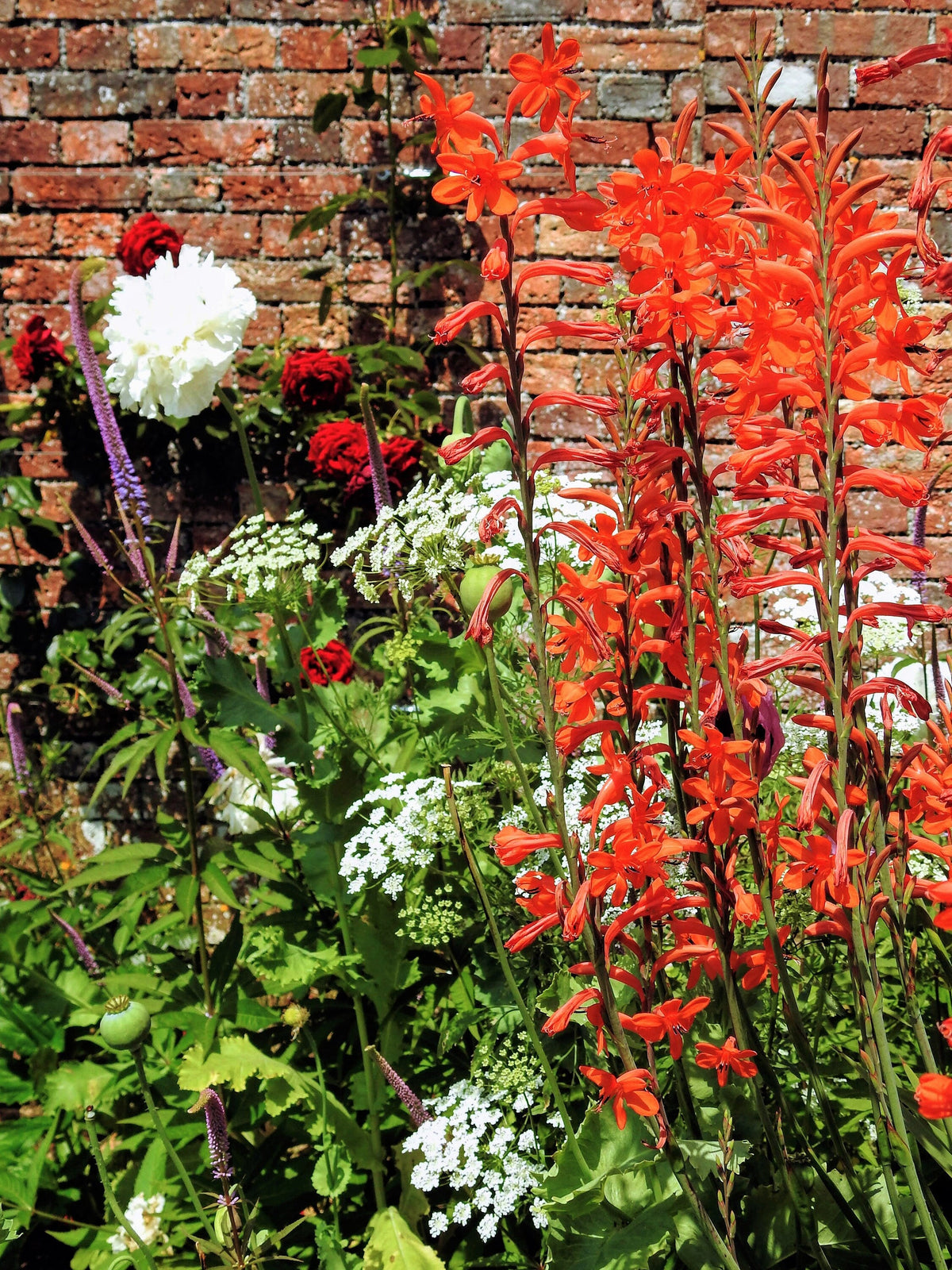 5 AFRICAN FLAG Chasmanthe Floribunda Cornflag Red Orange Hummingbird Flower Seeds