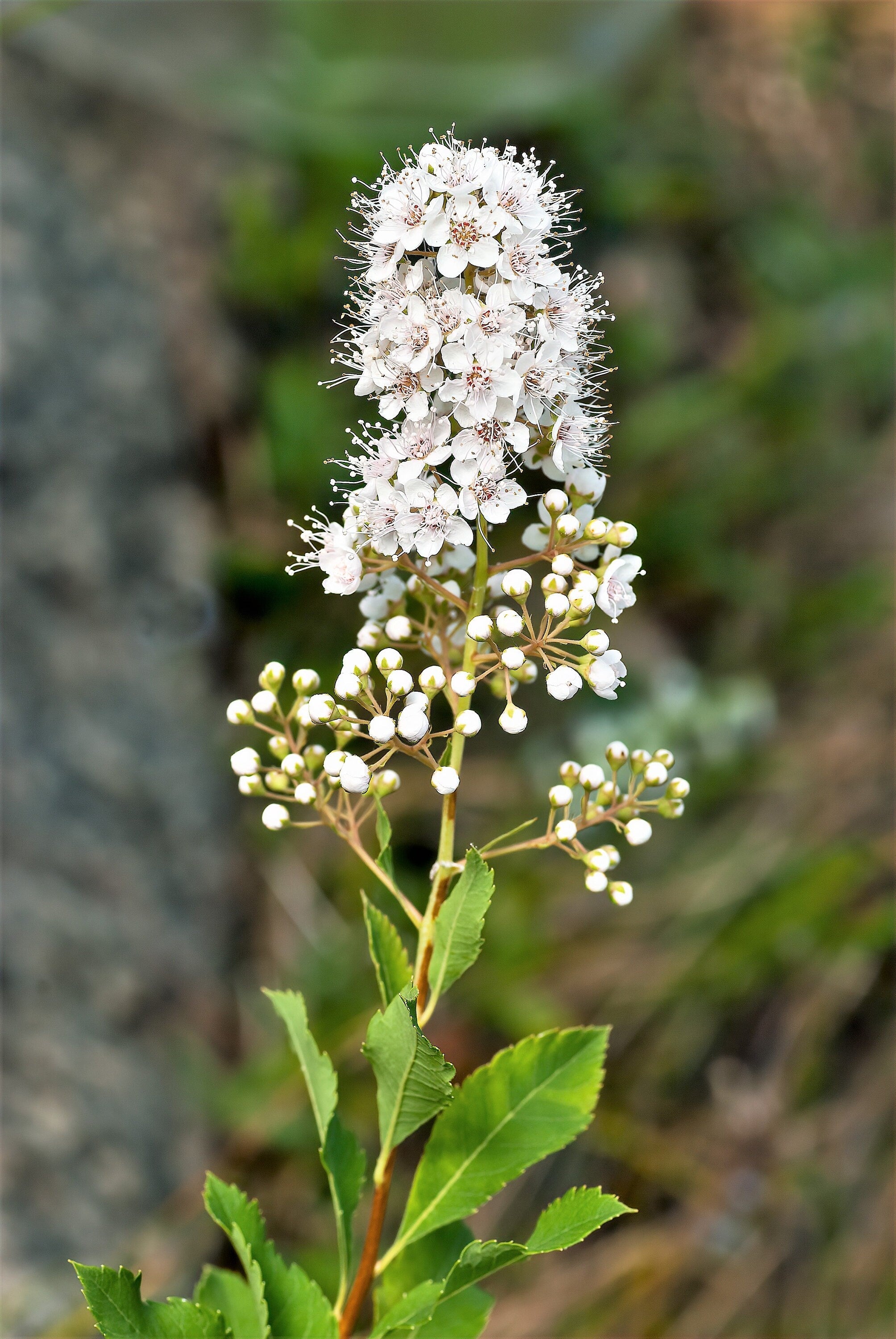 100 WHITE MEADOWSWEET Spiraea Alba Narrow Leaved Queen of the Prairie Native Flower Shrub Seeds