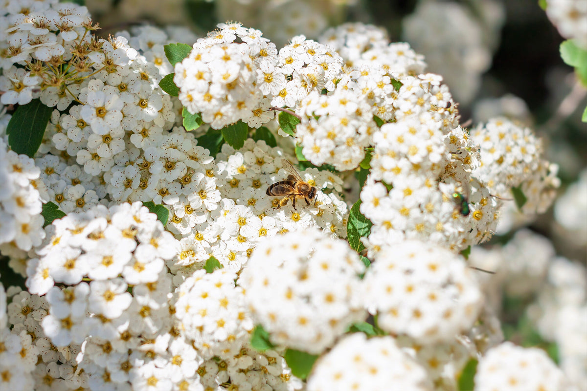 100 WHITE MEADOWSWEET Spiraea Alba Narrow Leaved Queen of the Prairie Native Flower Shrub Seeds