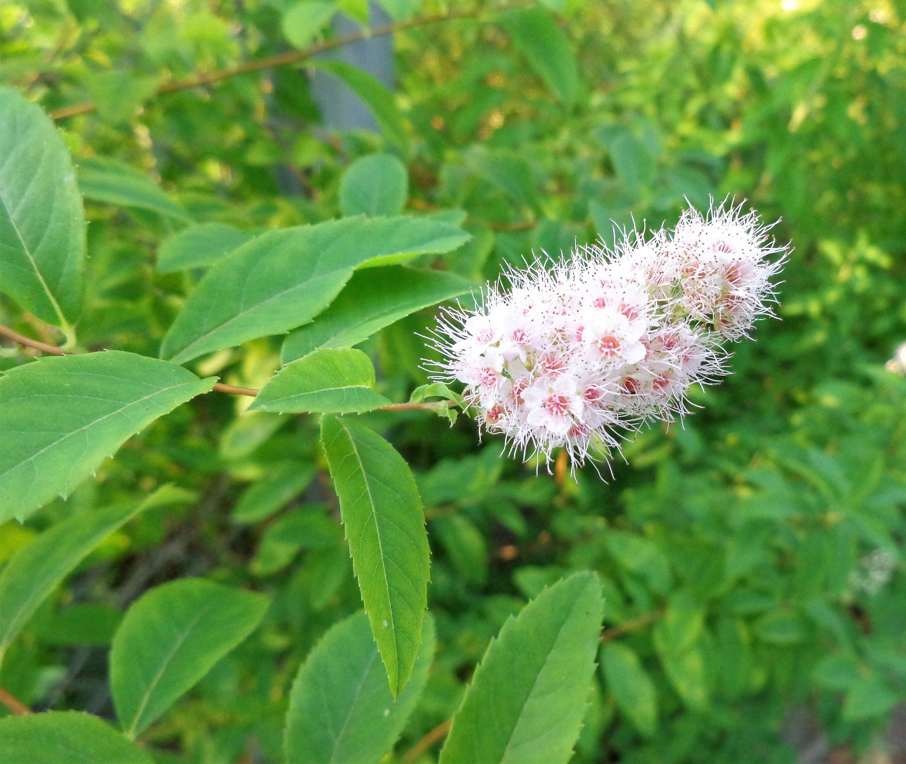 100 WHITE MEADOWSWEET Spiraea Alba Narrow Leaved Queen of the Prairie Native Flower Shrub Seeds
