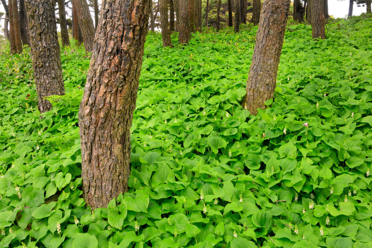 15 BEADRUBY Maianthemum Dilatatum aka False Lily of the Valley, Solomon's Seal, Snakeberry, May Lily, Native White Flower Red Berry Moist Shade Seeds