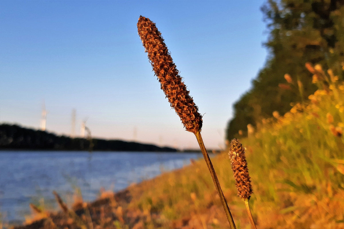 1000 CREEPING MEADOW FOXTAIL 'Garrison' Alopecurus Arundinaceus Cool Season Moist Grass Hay Brown Yellow Flower Seeds