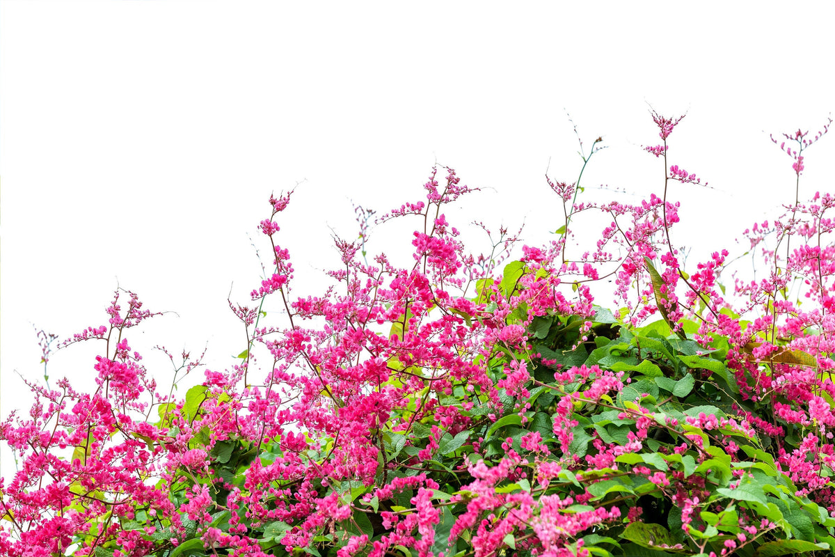 5 CORAL VINE Mexican Creeper Bee Bush Chain of Love Mountain Rose Antigonon Leptopus Bright Pink Climber Ground Cover Flower Seeds