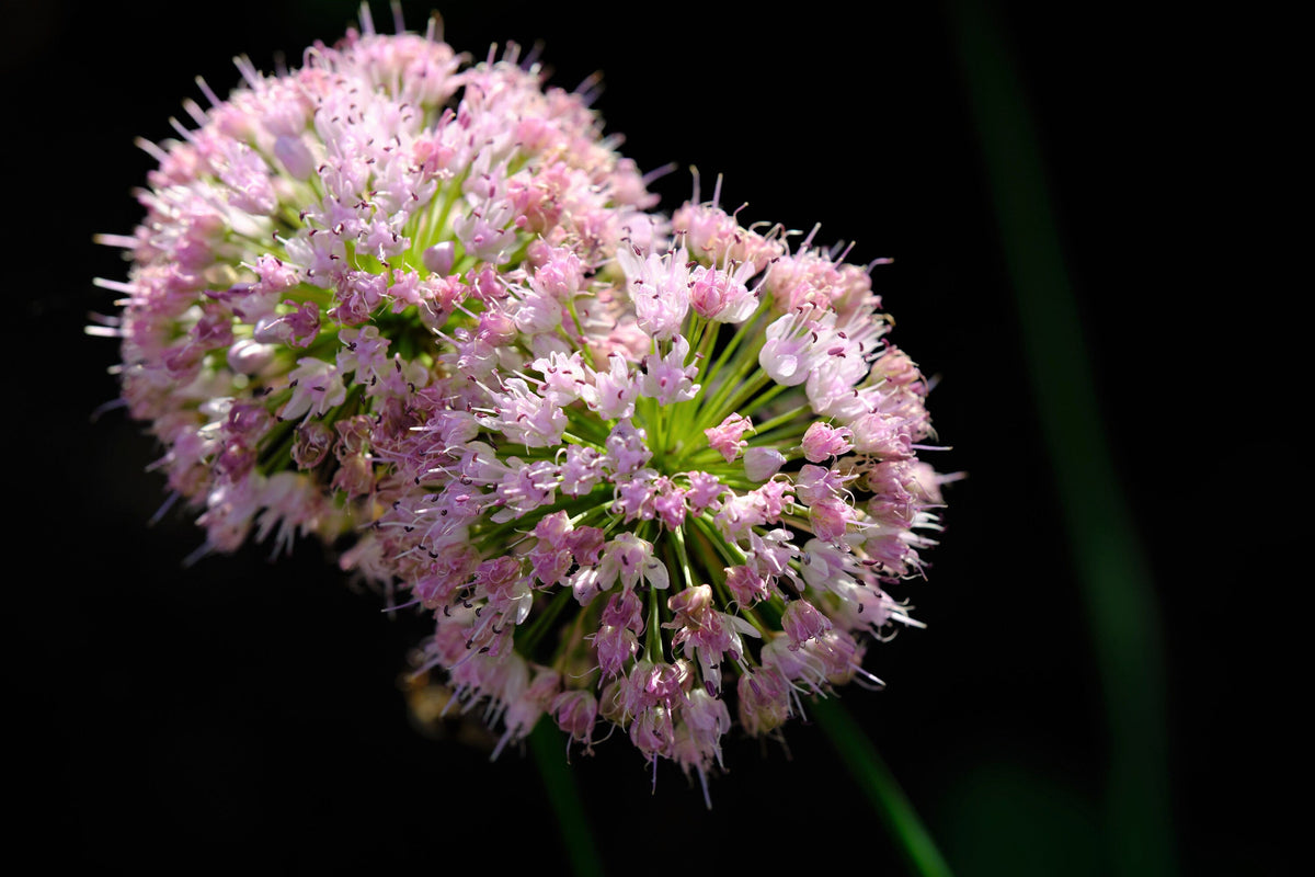 10 MOUSE GARLIC Allium Angulosum Wild Garlic Pink Flower Herb Seeds