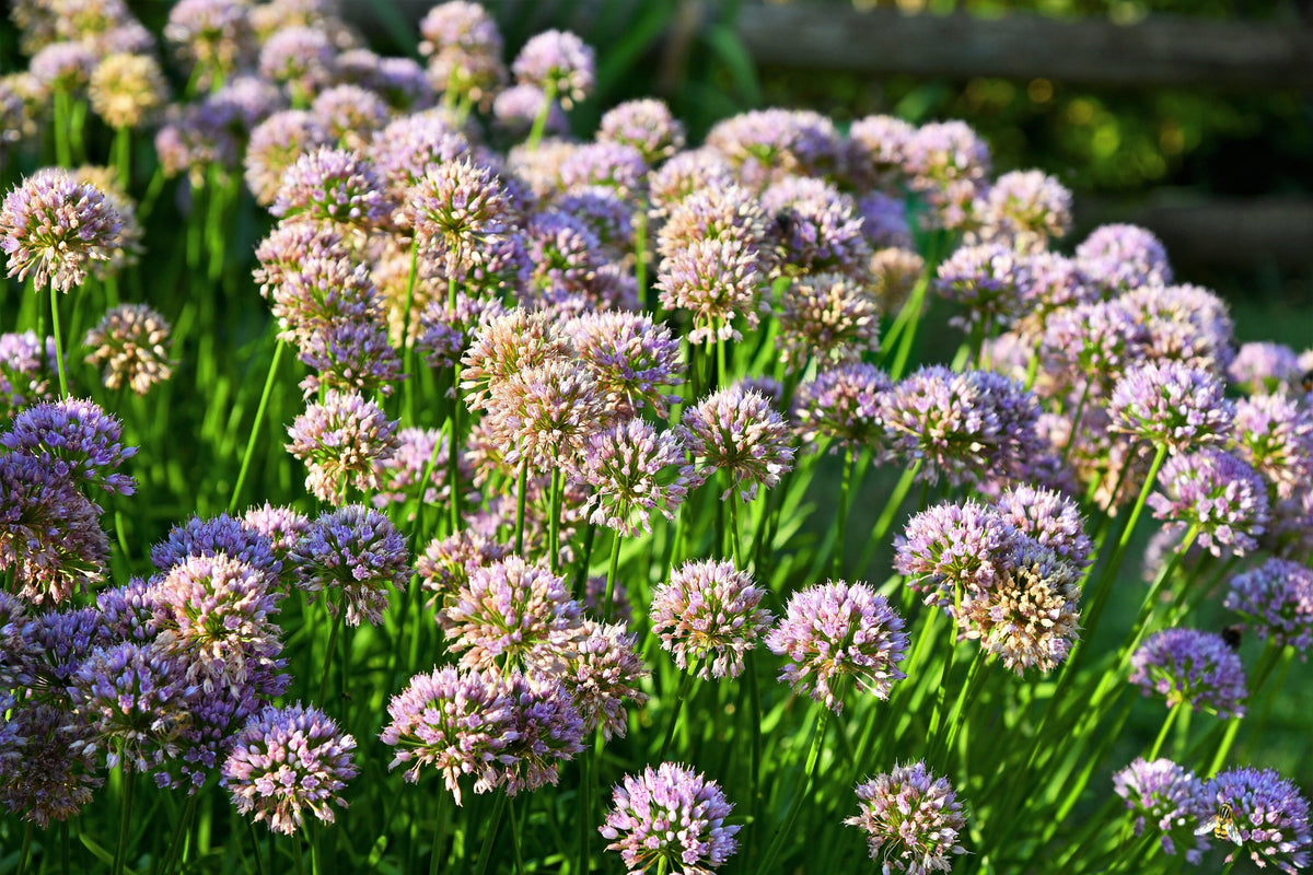 10 MOUSE GARLIC Allium Angulosum Wild Garlic Pink Flower Herb Seeds
