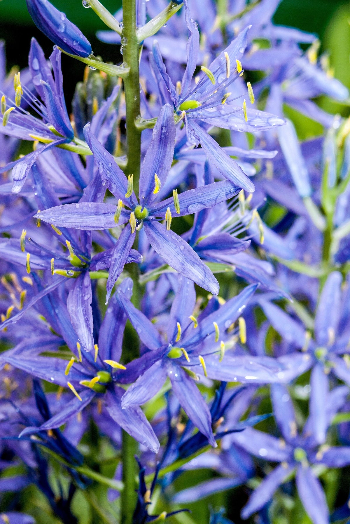20 Blue LARGE CAMAS Camassia Leichtlinii Quamasia Great Camass Native Flower Seeds