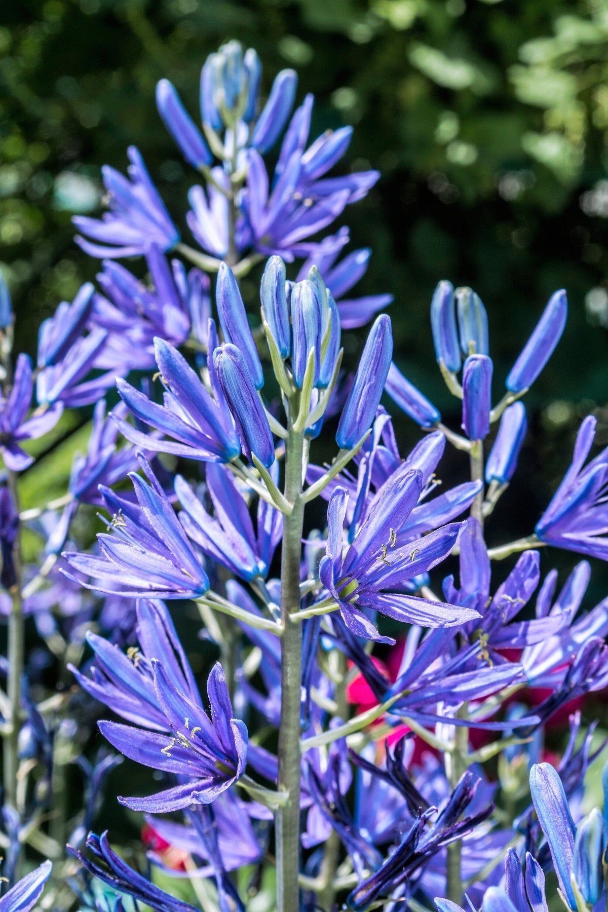 20 Blue LARGE CAMAS Camassia Leichtlinii Quamasia Great Camass Native Flower Seeds