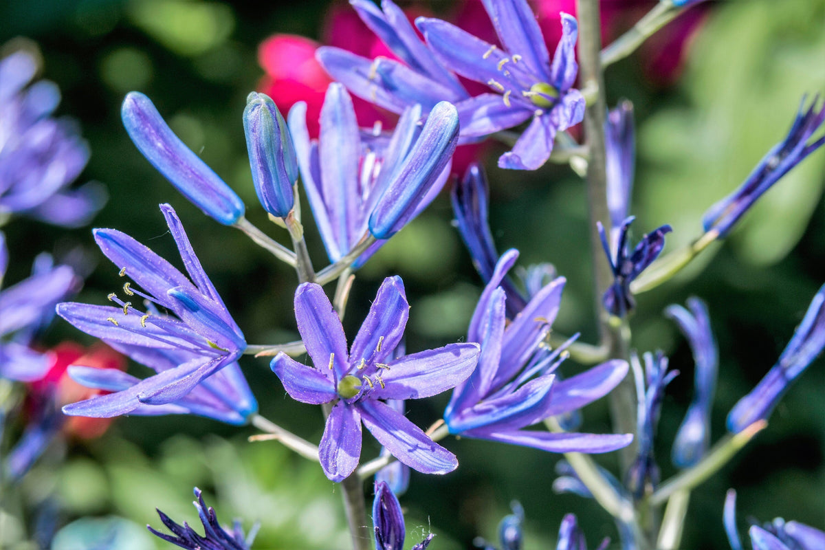 20 Blue LARGE CAMAS Camassia Leichtlinii Quamasia Great Camass Native Flower Seeds