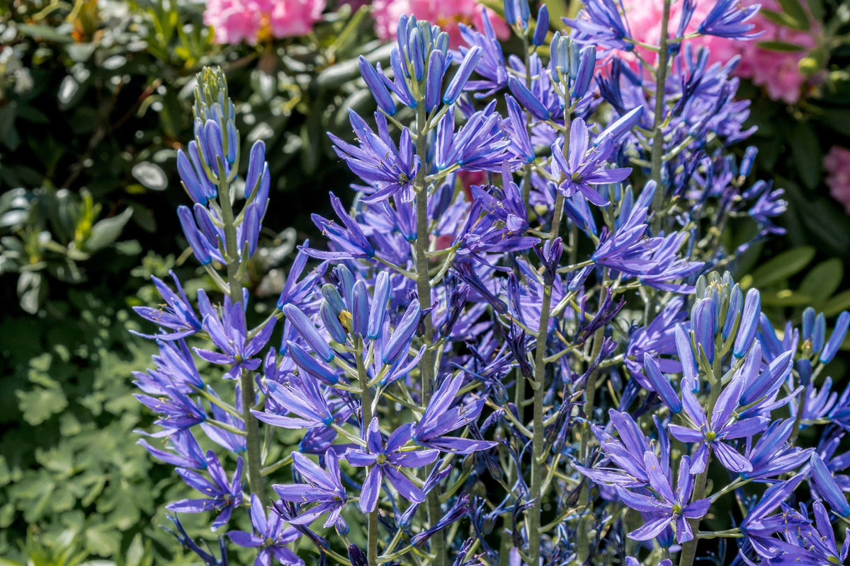 20 Blue LARGE CAMAS Camassia Leichtlinii Quamasia Great Camass Native Flower Seeds