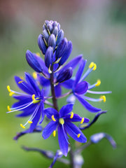 20 Blue LARGE CAMAS Camassia Leichtlinii Quamasia Great Camass Native Flower Seeds