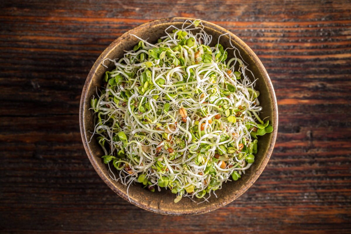 ORGANIC SPROUTING MIX - Peas, Mung & Adzuki Beans, Green, French, & Red Lentil Vegetable Sprout Seeds