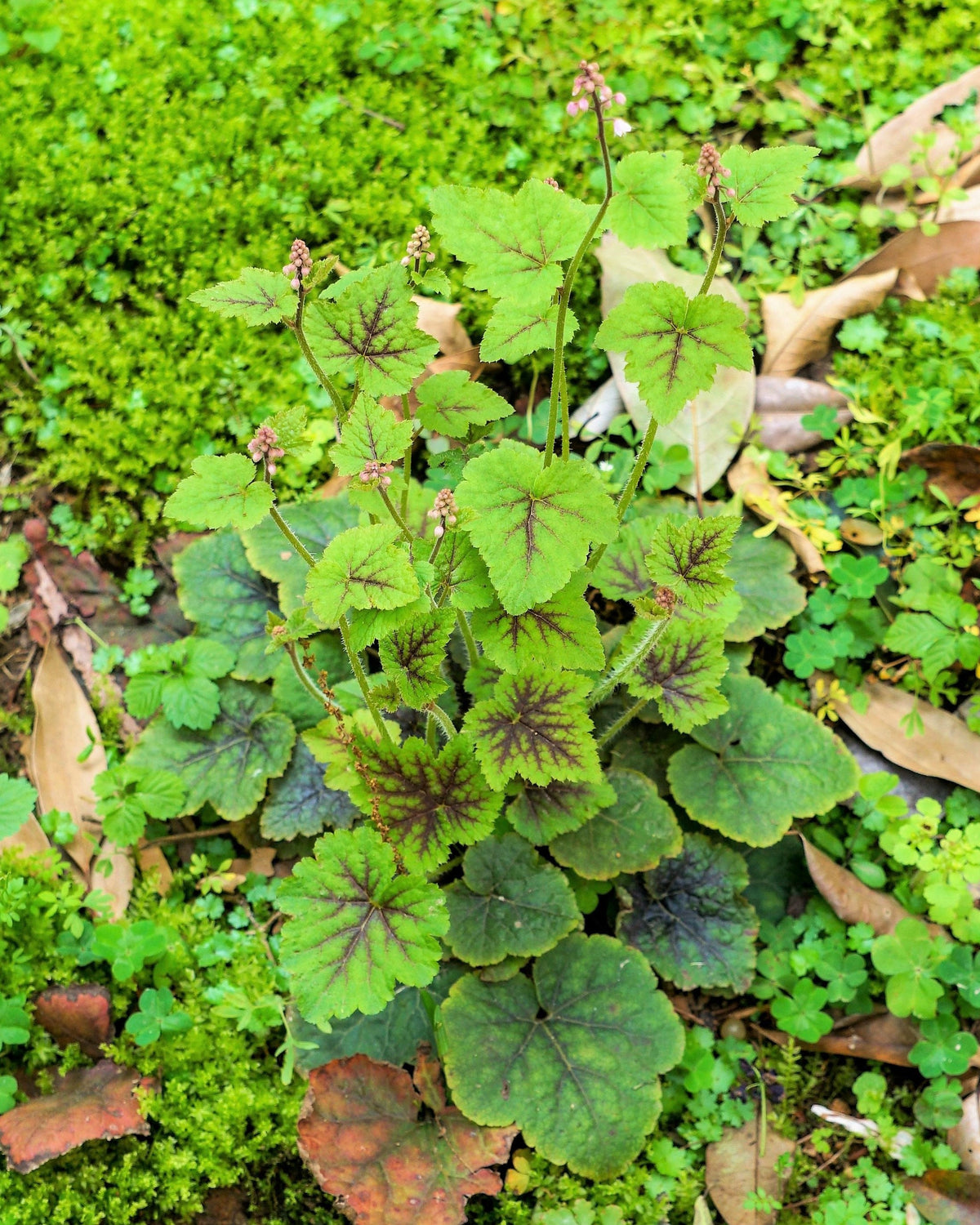 20 FILIGRAN FOAMFLOWER White & Pink Tiarella Polyphylla Laceflower Shade Flower Seeds