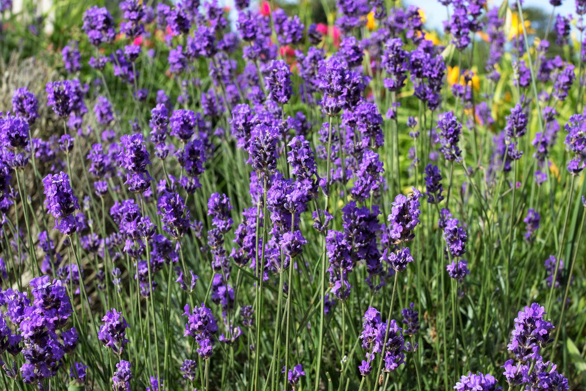 200 MUNSTEAD LAVENDER Blue English Lavandula Angustifolia Munstead Fragrant Purple Flower Herb Seeds