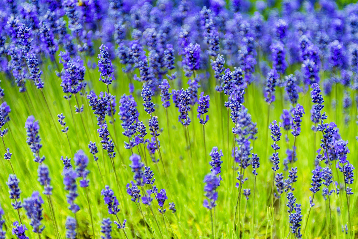 200 MUNSTEAD LAVENDER Blue English Lavandula Angustifolia Munstead Fragrant Purple Flower Herb Seeds