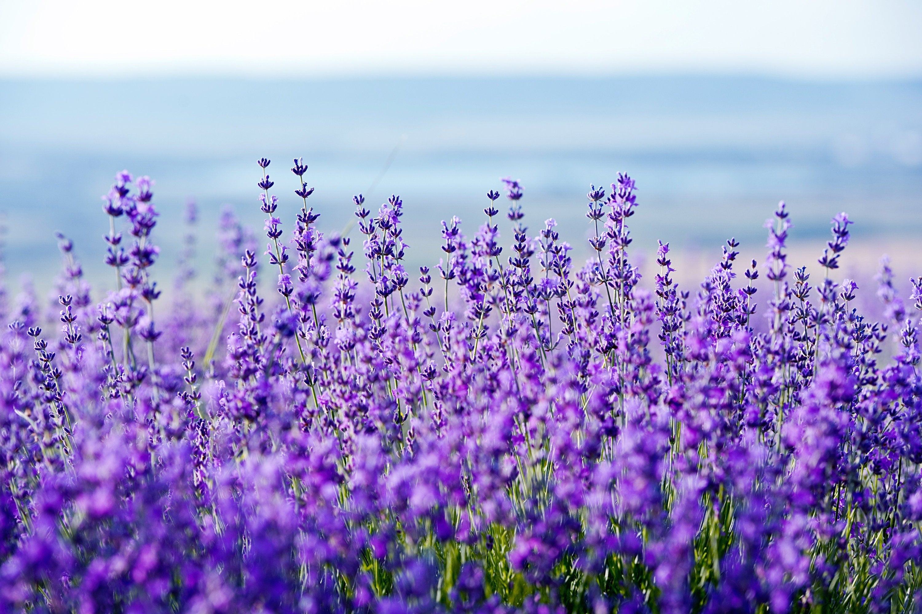 20 DWARF MUNSTEAD LAVENDER Blue English Lavandula Angustifolia Munstead Purple Fragrant Flower Herb Seeds