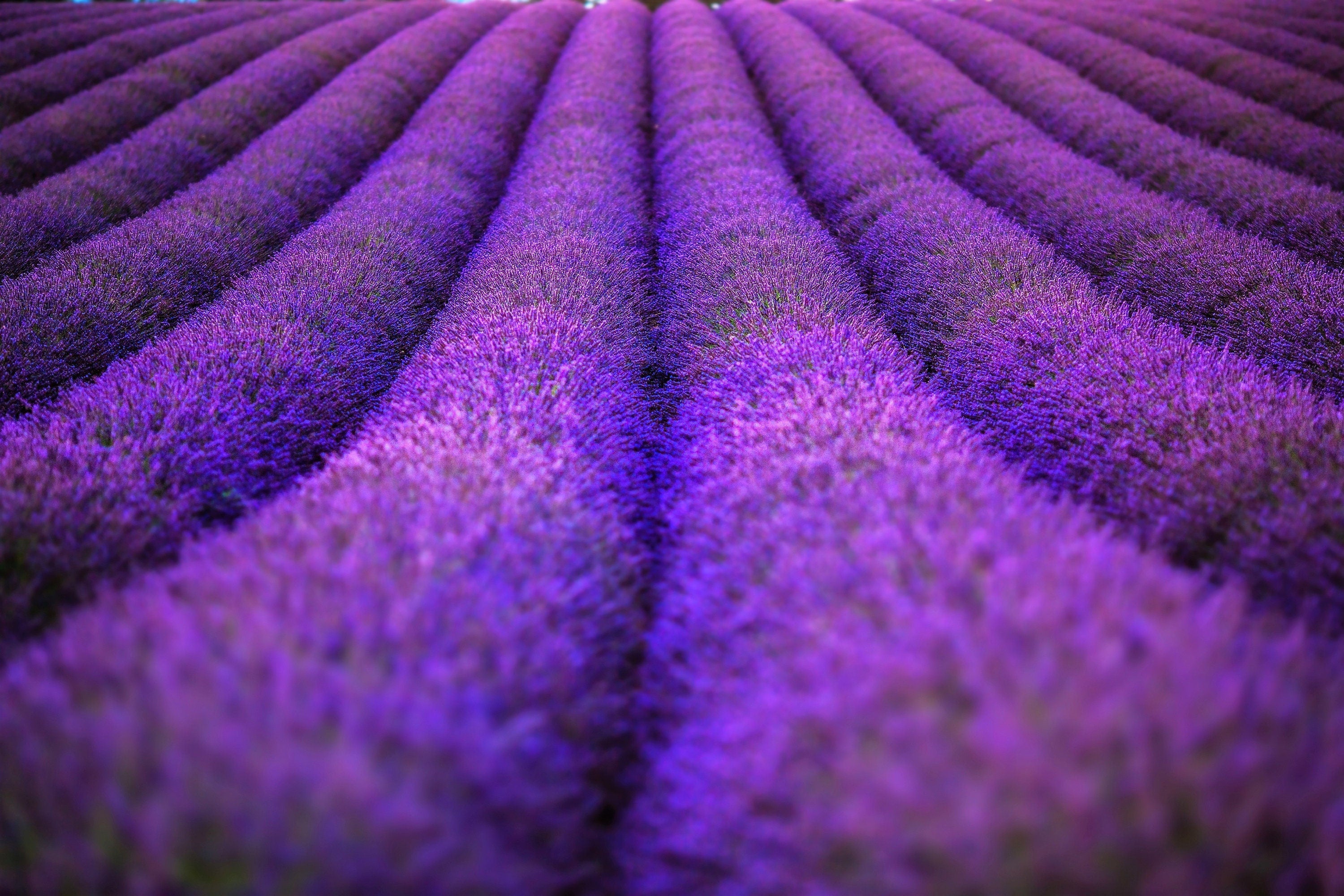 20 DWARF MUNSTEAD LAVENDER Blue English Lavandula Angustifolia Munstead Purple Fragrant Flower Herb Seeds