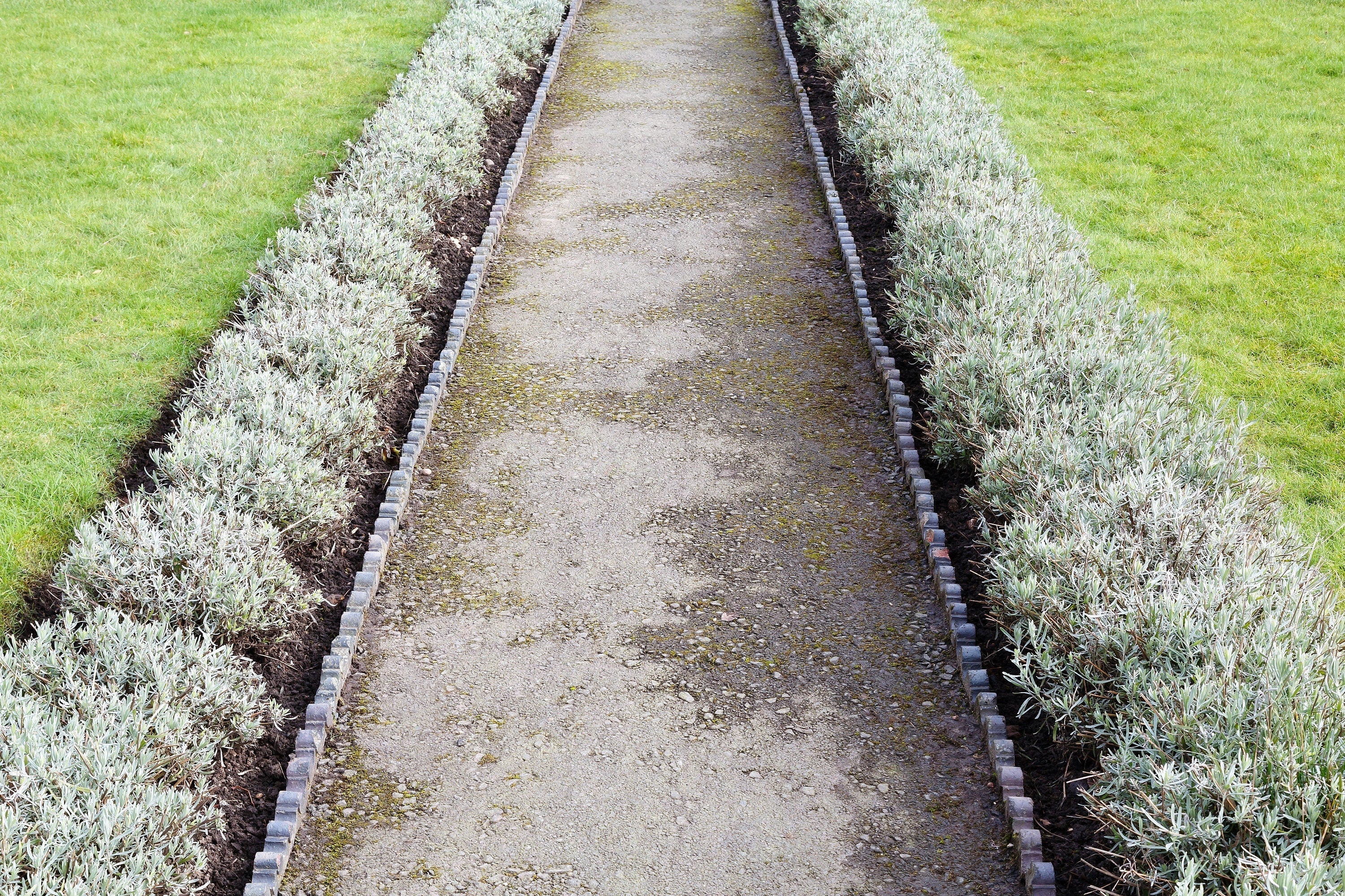 20 DWARF MUNSTEAD LAVENDER Blue English Lavandula Angustifolia Munstead Purple Fragrant Flower Herb Seeds