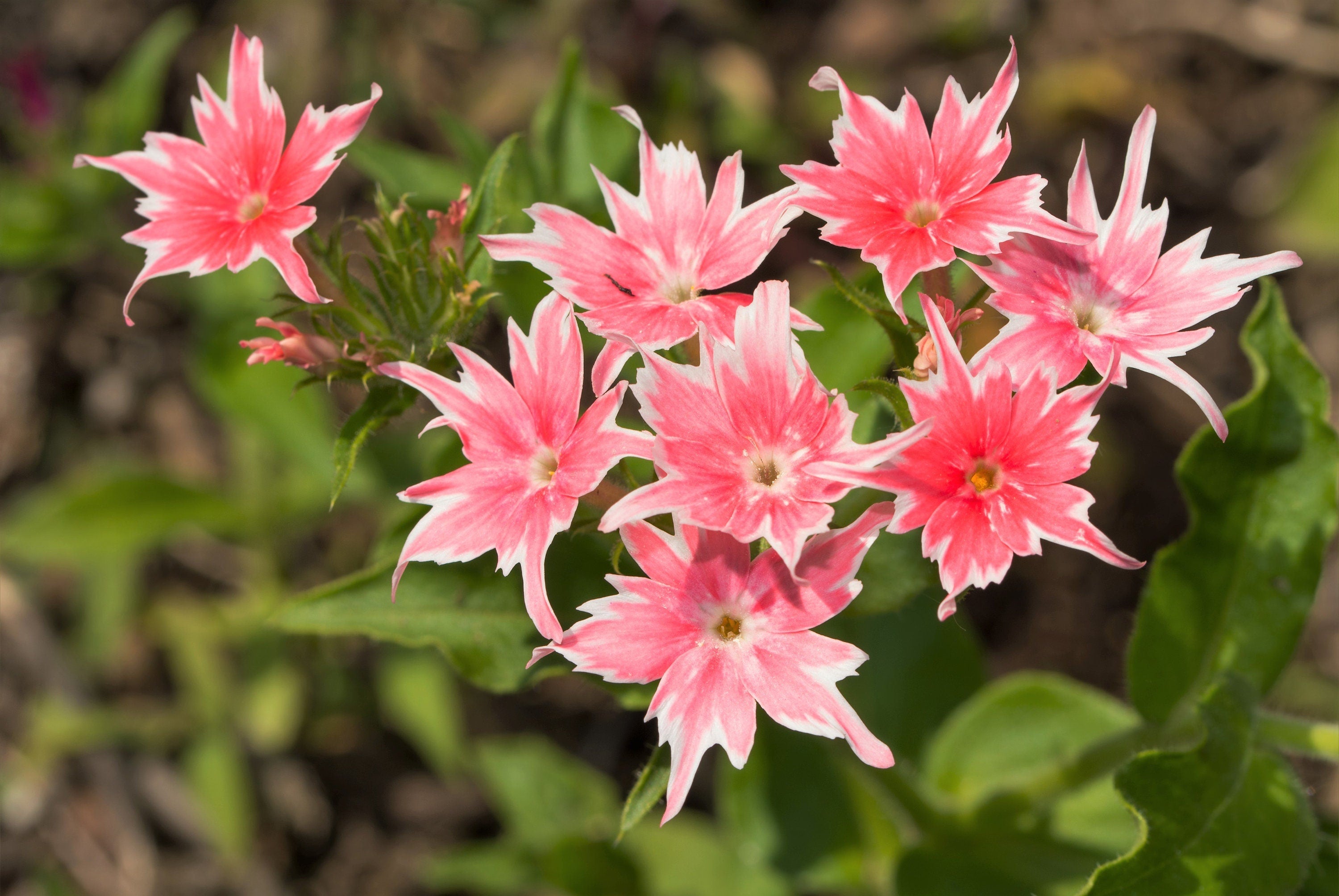 100 TWINKLE DWARF PHLOX Drummondii Cuspidata var. Stellaris Star Mix Two Tone Mixed Colors Pink Purple Red White Flower Seeds