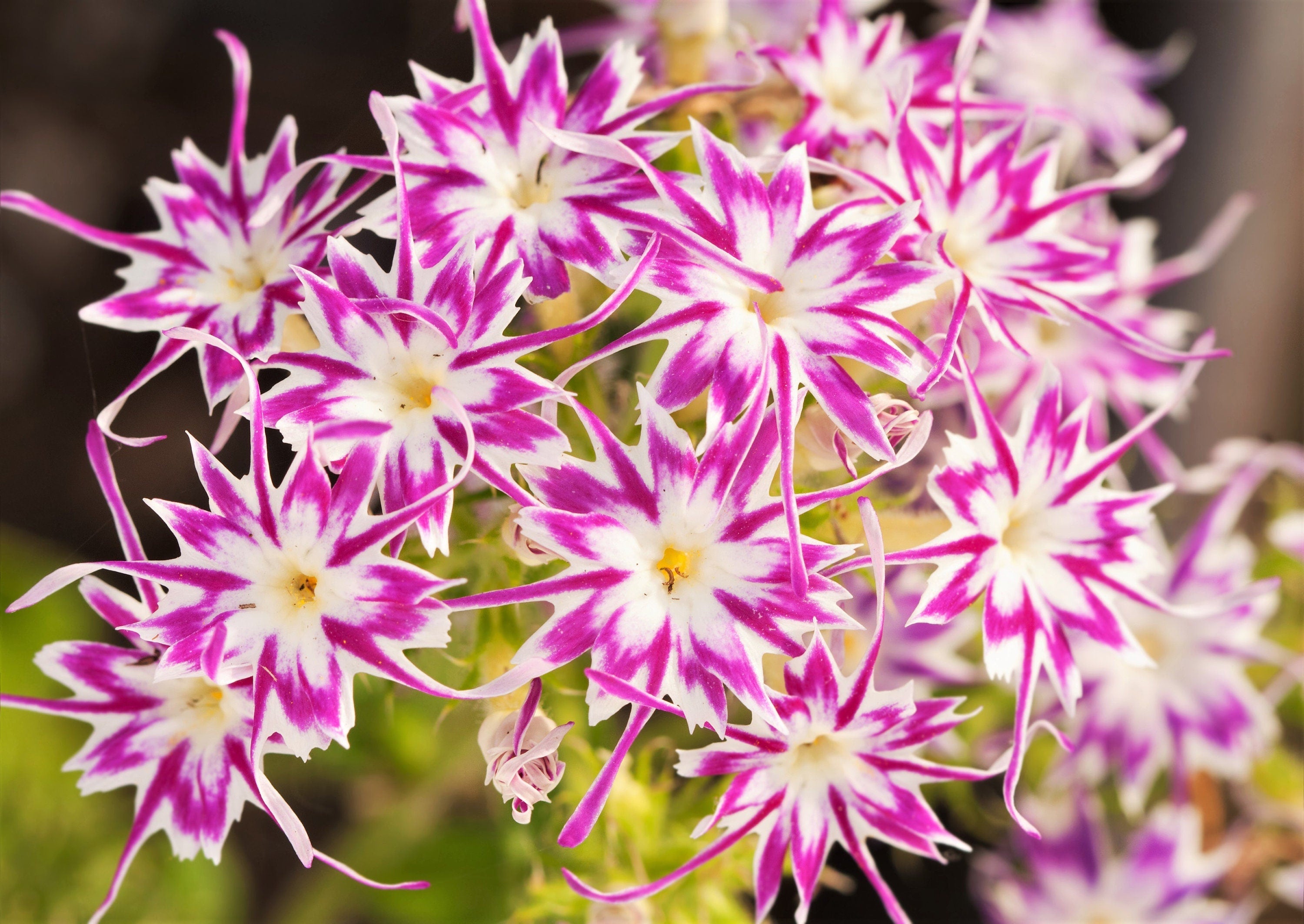 100 TWINKLE DWARF PHLOX Drummondii Cuspidata var. Stellaris Star Mix Two Tone Mixed Colors Pink Purple Red White Flower Seeds