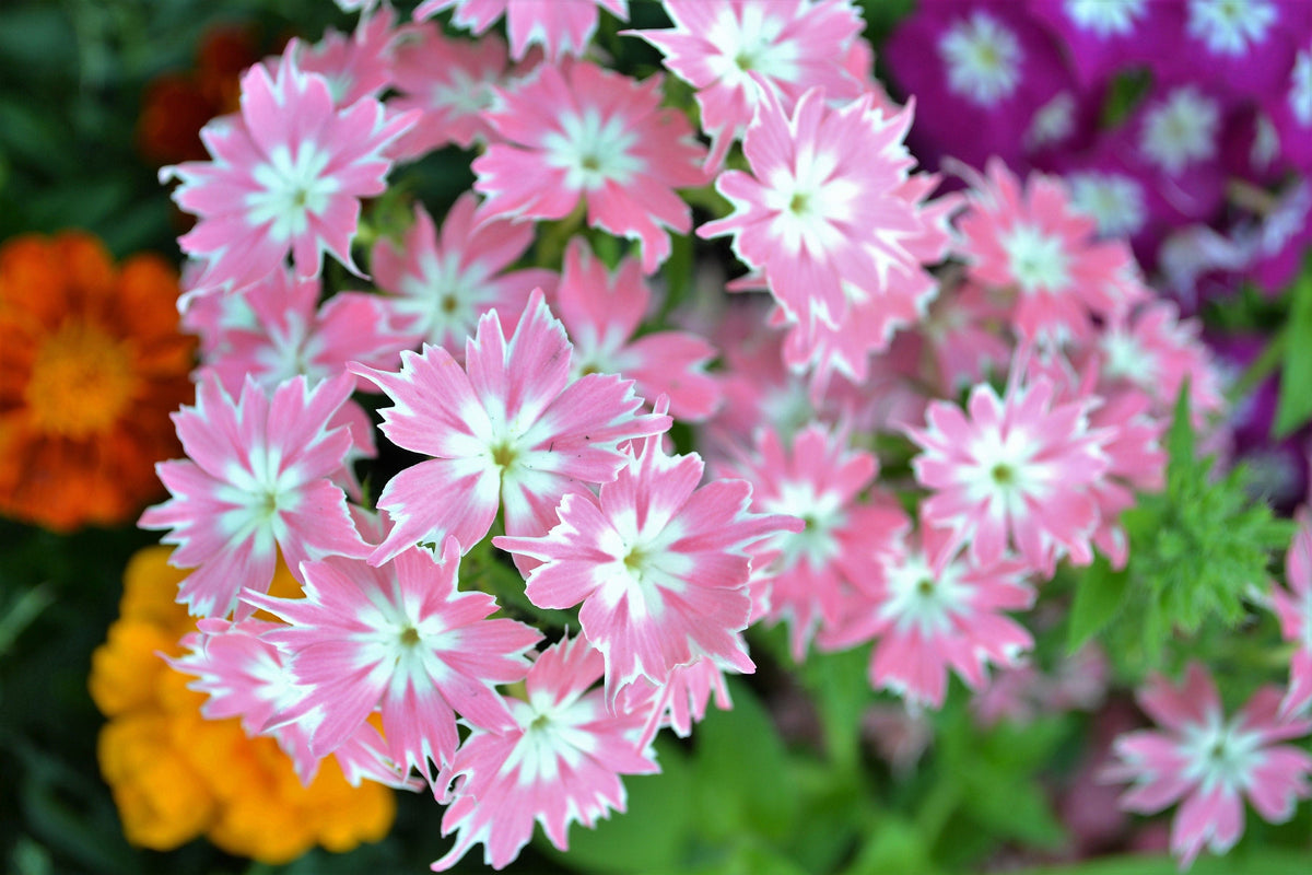 100 TWINKLE DWARF PHLOX Drummondii Cuspidata var. Stellaris Star Mix Two Tone Mixed Colors Pink Purple Red White Flower Seeds