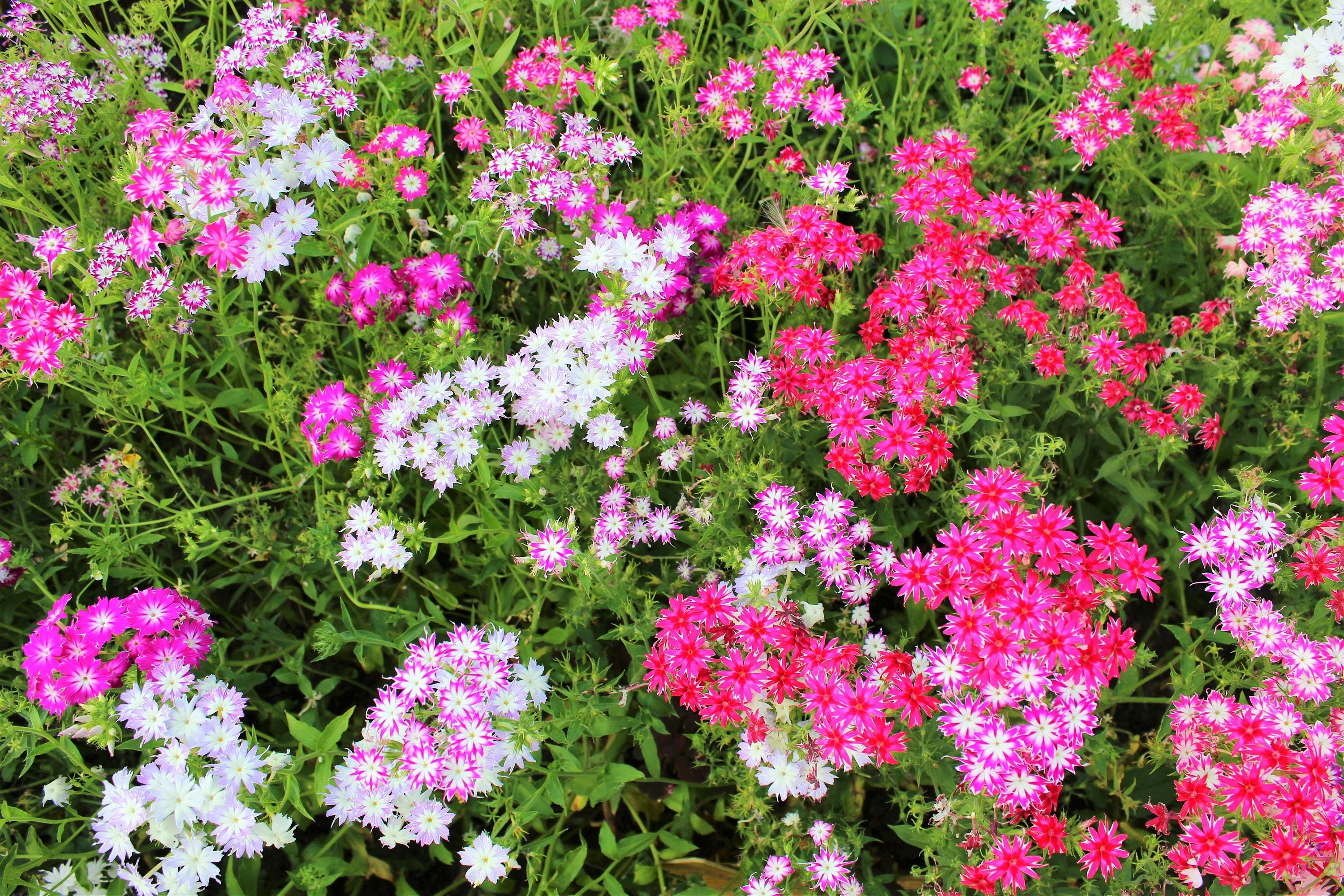 100 TWINKLE DWARF PHLOX Drummondii Cuspidata var. Stellaris Star Mix Two Tone Mixed Colors Pink Purple Red White Flower Seeds