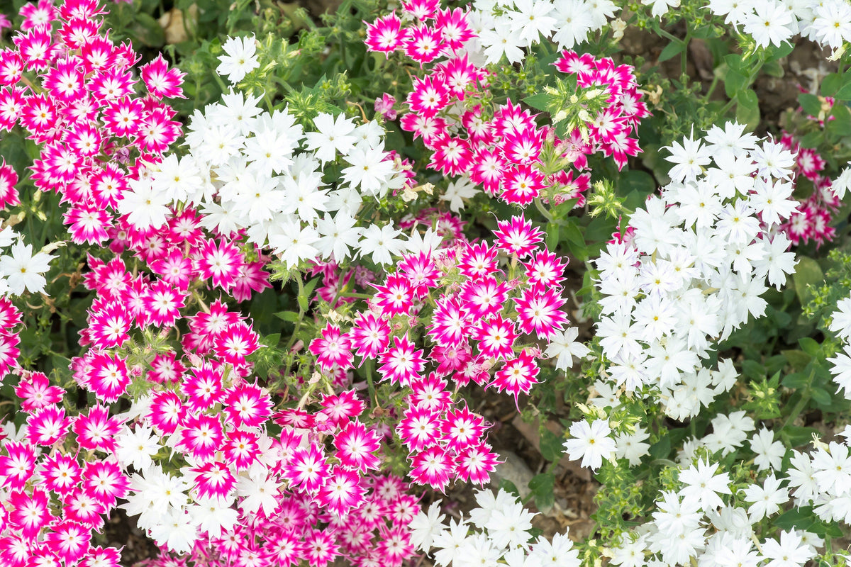 100 TWINKLE DWARF PHLOX Drummondii Cuspidata var. Stellaris Star Mix Two Tone Mixed Colors Pink Purple Red White Flower Seeds