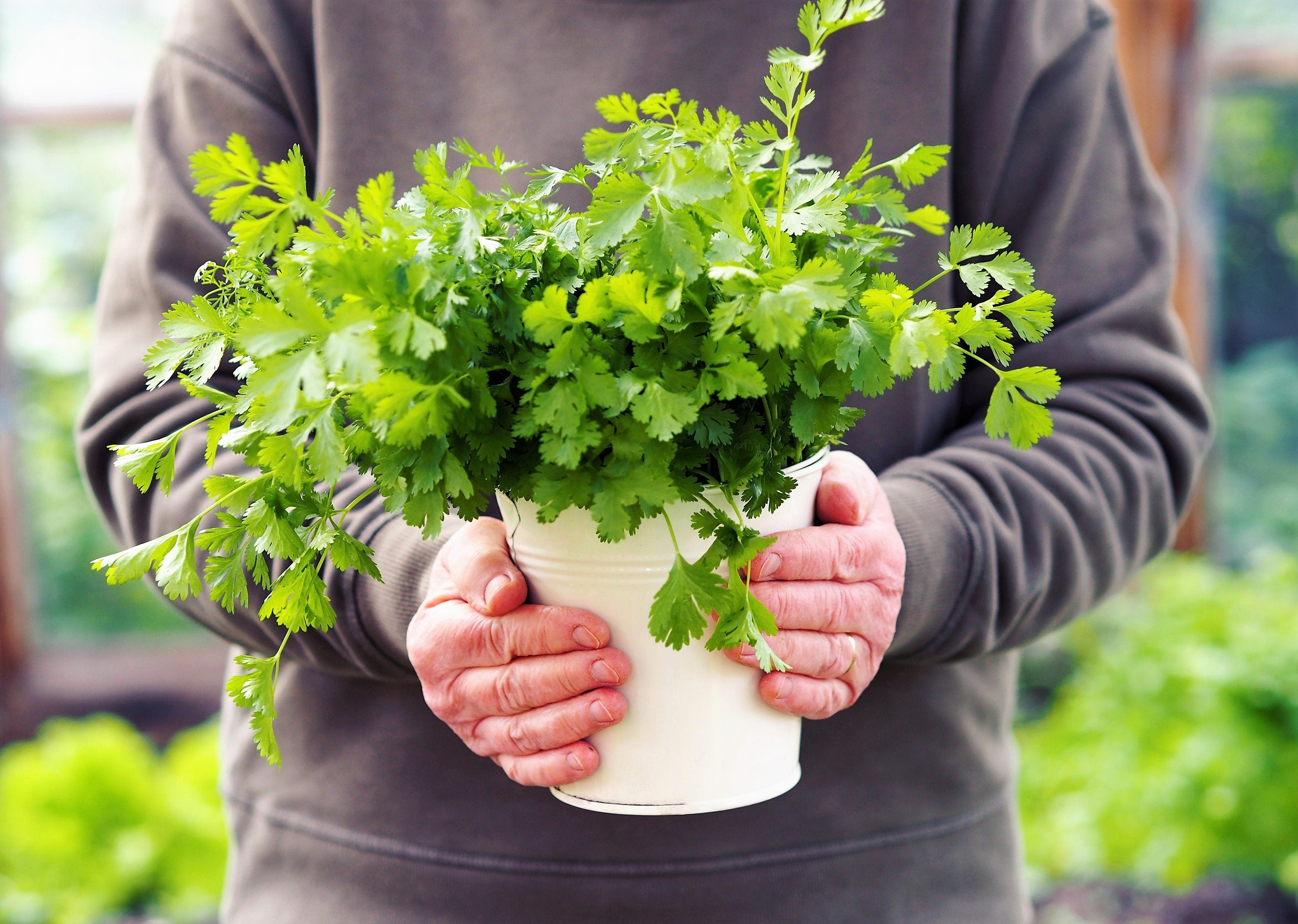 25 Organic DWARF LEMON CILANTRO Coriander Spice Coriandrum Sativum Fragrant Herb Seeds