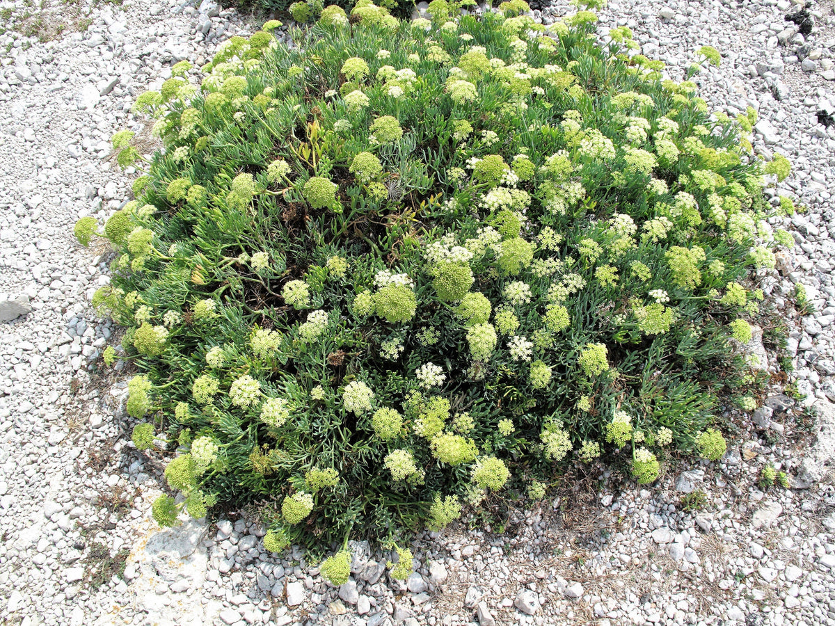 40 SEA FENNEL Rock Samphire Crithmum Maritimum Fragrant Herb Edible Vegetable Yellow Flower Seeds