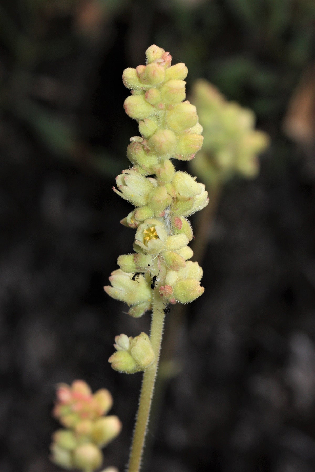 100 ALPINE CORAL BELLS Poker Heuchera Cylindrica Roundleaf Alumroot Sun or Shade Native Flower Seeds