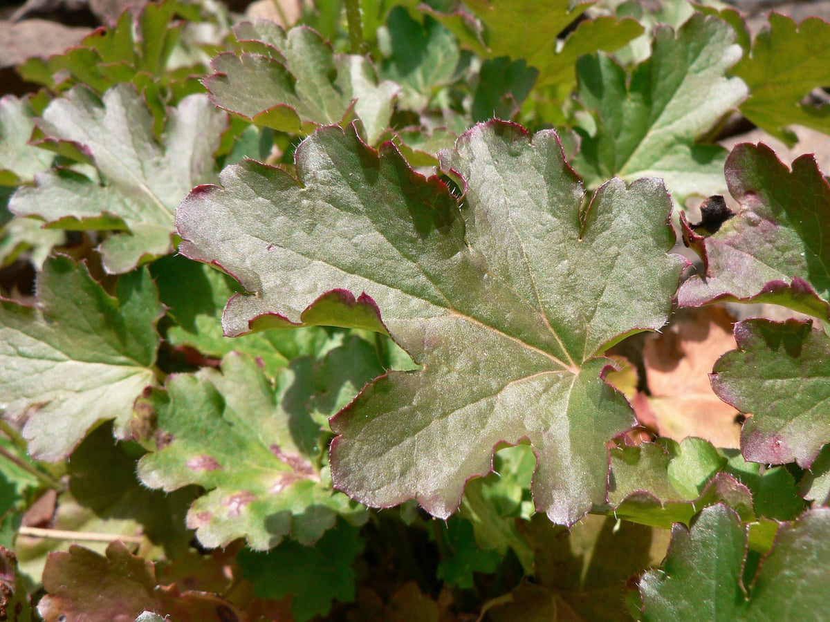 100 ALPINE CORAL BELLS Poker Heuchera Cylindrica Roundleaf Alumroot Sun or Shade Native Flower Seeds