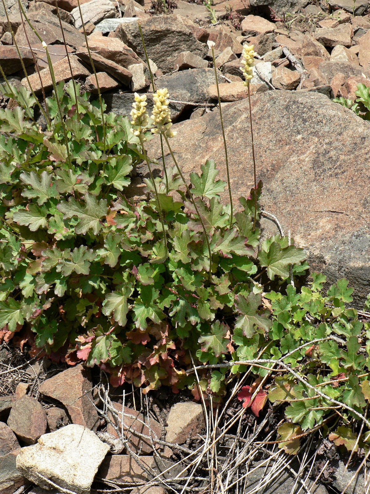 100 ALPINE CORAL BELLS Poker Heuchera Cylindrica Roundleaf Alumroot Sun or Shade Native Flower Seeds