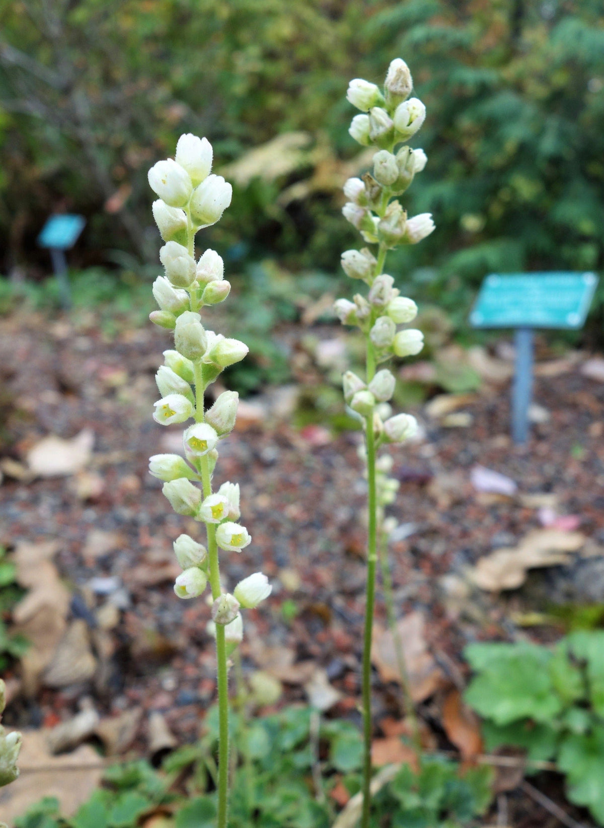 100 ALPINE CORAL BELLS Poker Heuchera Cylindrica Roundleaf Alumroot Sun or Shade Native Flower Seeds