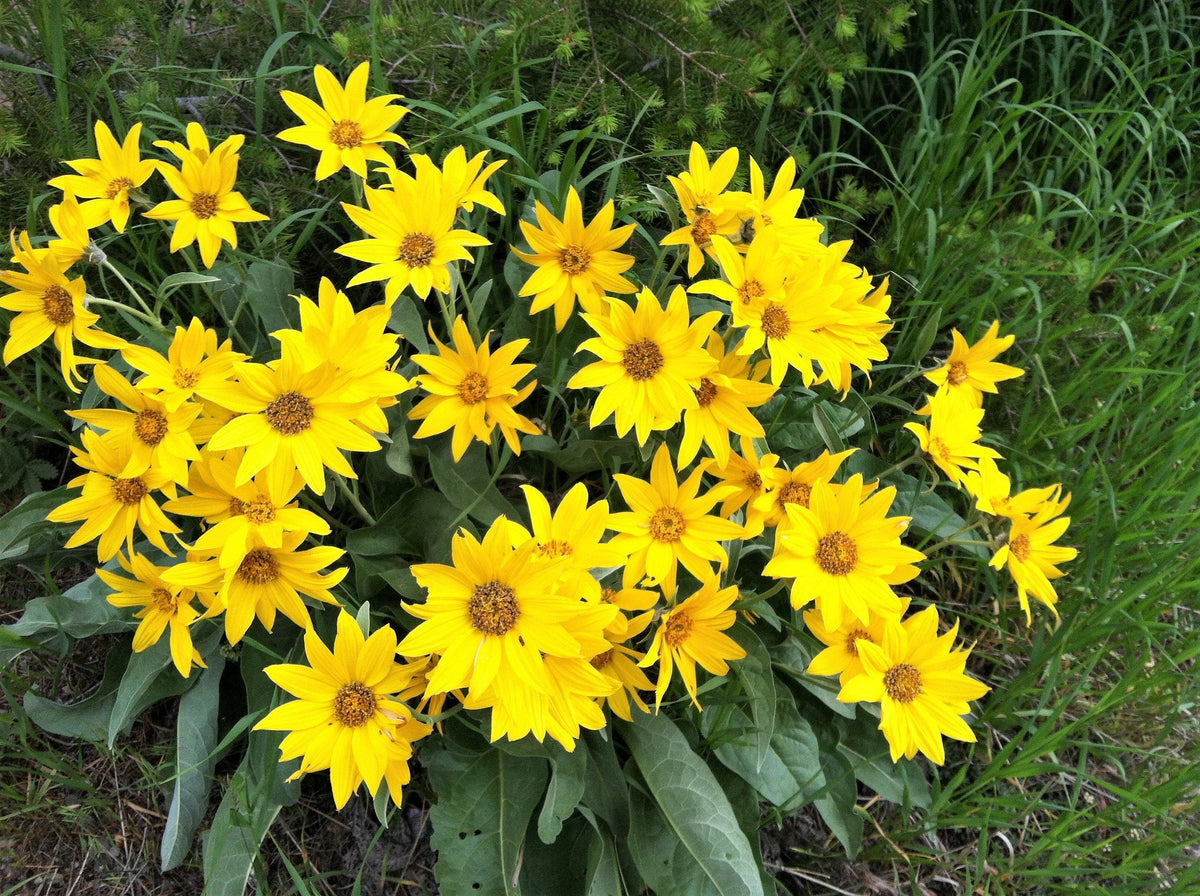 50 ARROWLEAF BALSAMROOT Oregon Sunflower Balsamorhiza Sagittata Native Huge Fragrant Flower Seeds