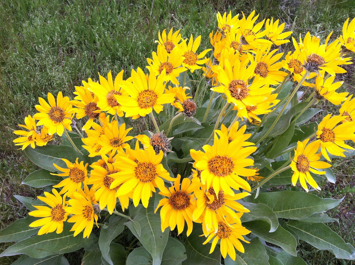 50 ARROWLEAF BALSAMROOT Oregon Sunflower Balsamorhiza Sagittata Native Huge Fragrant Flower Seeds