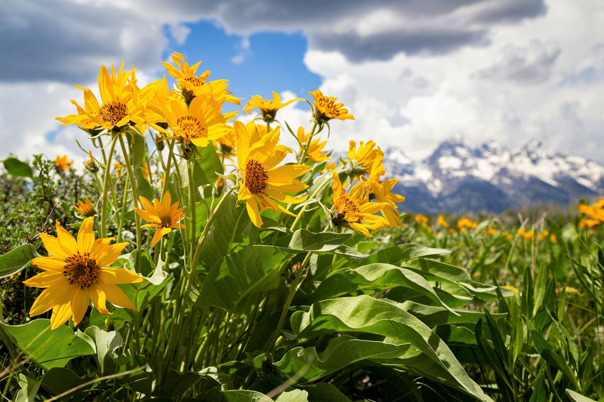 50 ARROWLEAF BALSAMROOT Oregon Sunflower Balsamorhiza Sagittata Native Huge Fragrant Flower Seeds