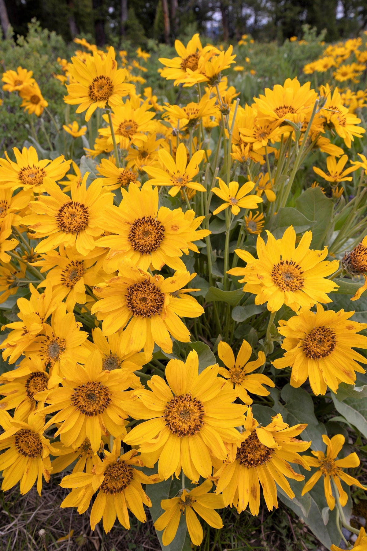 50 ARROWLEAF BALSAMROOT Oregon Sunflower Balsamorhiza Sagittata Native Huge Fragrant Flower Seeds