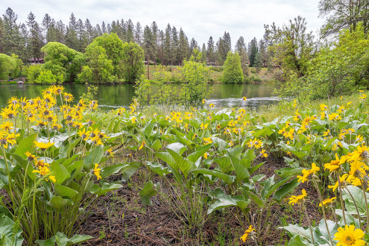 50 ARROWLEAF BALSAMROOT Oregon Sunflower Balsamorhiza Sagittata Native Huge Fragrant Flower Seeds