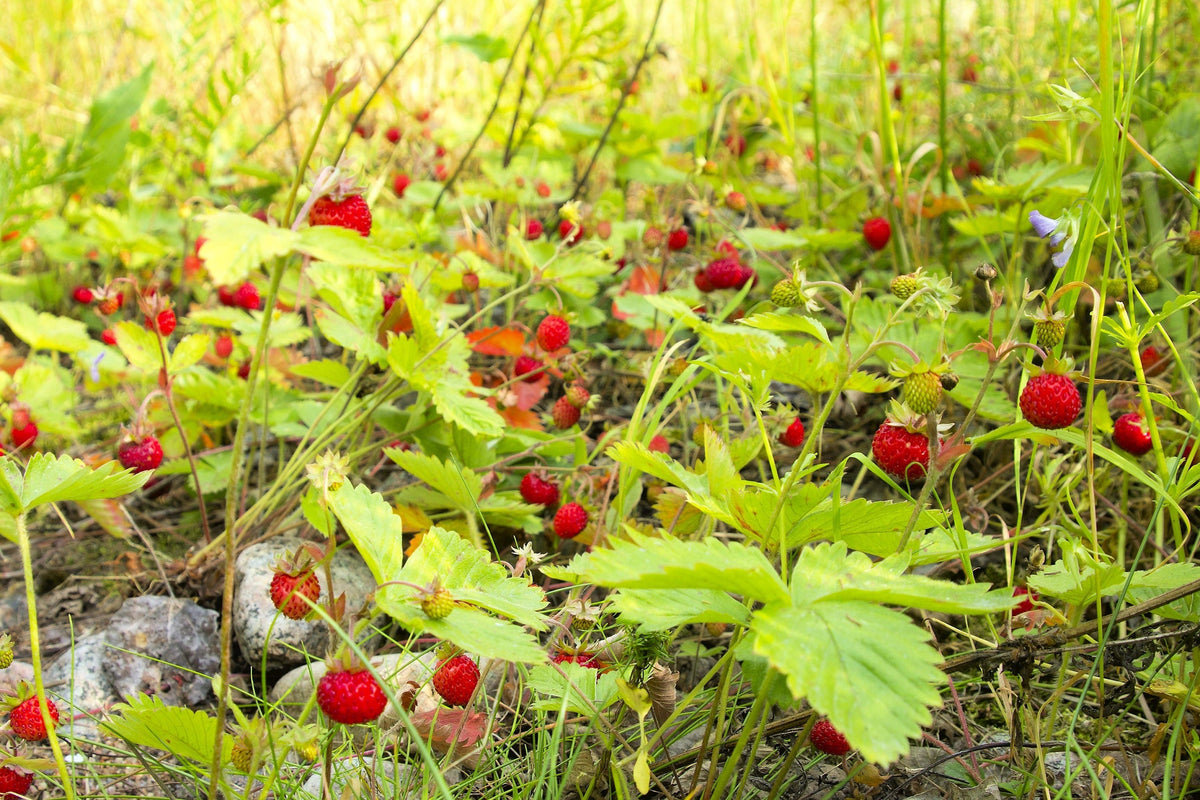 80 California WOODLAND STRAWBERRY Fragaria Vesca Bracteata Pacific Native Strawberry Red Berry Fruit White Flower Seeds