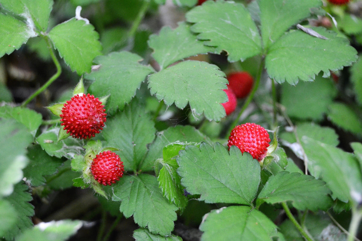 80 California WOODLAND STRAWBERRY Fragaria Vesca Bracteata Pacific Native Strawberry Red Berry Fruit White Flower Seeds