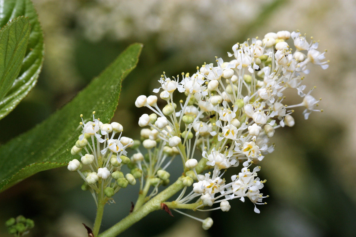 20 White SNOWBRUSH Ceanothus Velutinus aka Mountain Balm or Buckbrush Evergreen Native Flower Shrub Seeds