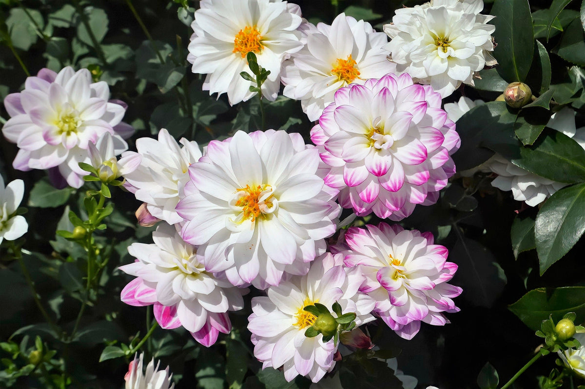 50 Unwins DWARF MIX DAHLIA Variabilis Mixed Colors Semi Double Bicolor Pink Purple Red Orange Yellow White Flower Seeds