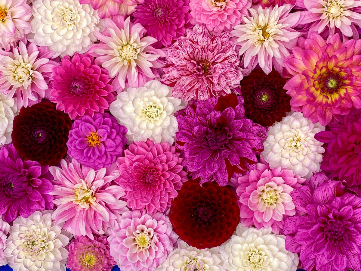 50 Unwins DWARF MIX DAHLIA Variabilis Mixed Colors Semi Double Bicolor Pink Purple Red Orange Yellow White Flower Seeds