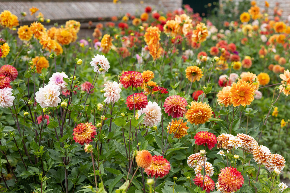 50 Unwins DWARF MIX DAHLIA Variabilis Mixed Colors Semi Double Bicolor Pink Purple Red Orange Yellow White Flower Seeds