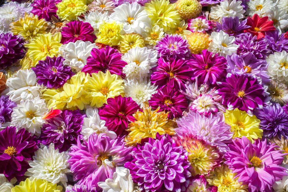 50 Unwins DWARF MIX DAHLIA Variabilis Mixed Colors Semi Double Bicolor Pink Purple Red Orange Yellow White Flower Seeds